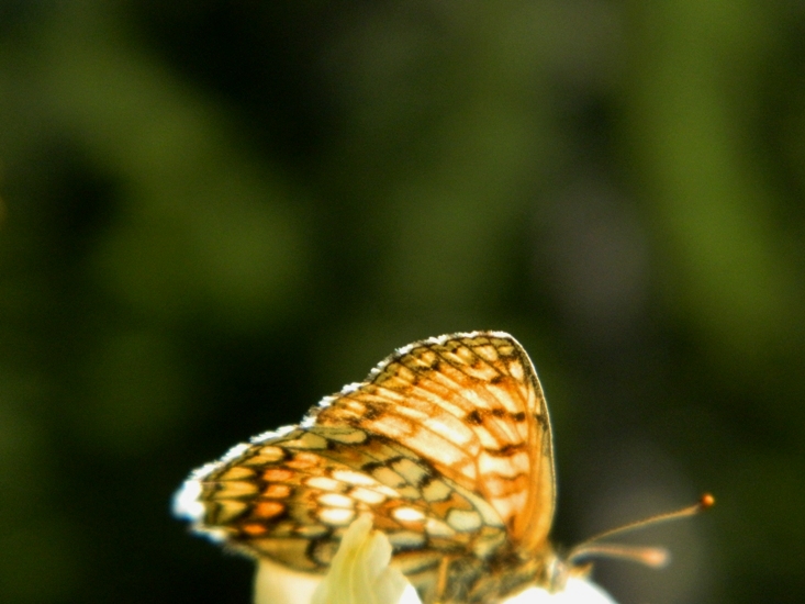 Piccolo Nymphalidae da id - Melitaea athalia